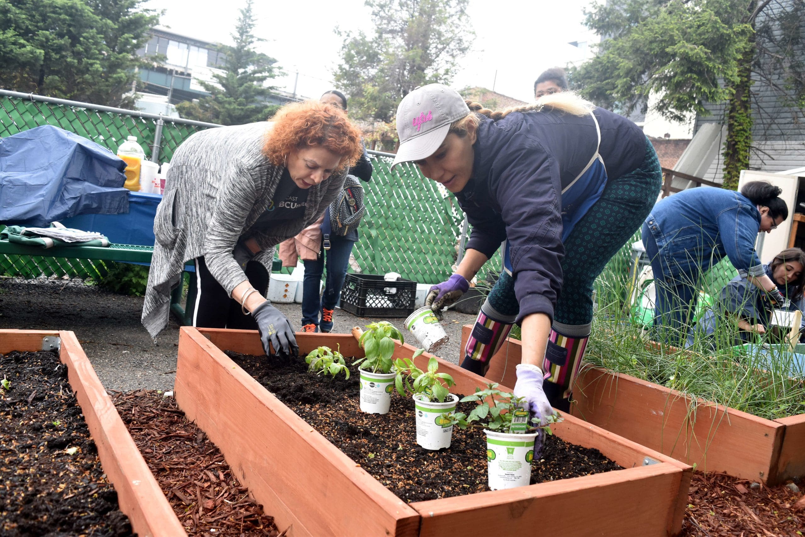 Judy Tanibajeva, Art Consultant, and a Comcast volunteer plant basil in the Cyril Weinberg garden