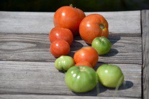 Freshly cut tomatoes from the Trilok School Garden