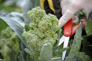 Harvesting the broccoli