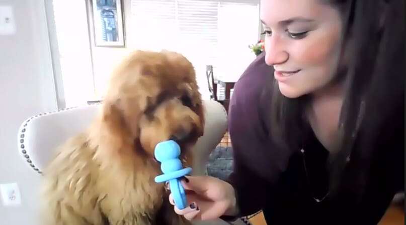 Janna give Dulles a toy.